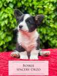 Welsh Corgi Cardigan FCI, domowa hodowla