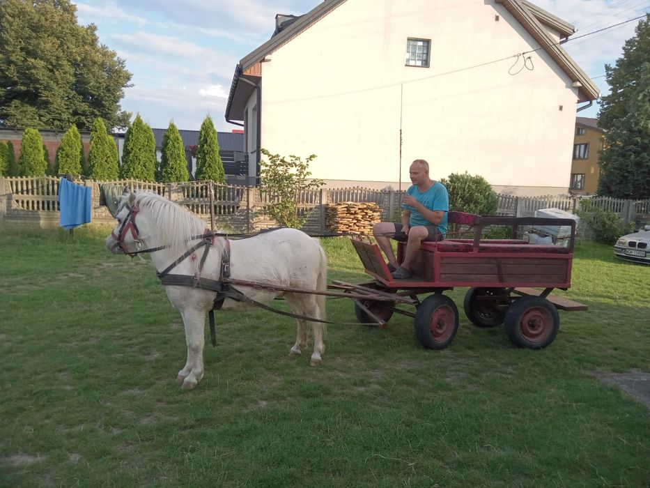 Sprzedam kucyka wałaszka