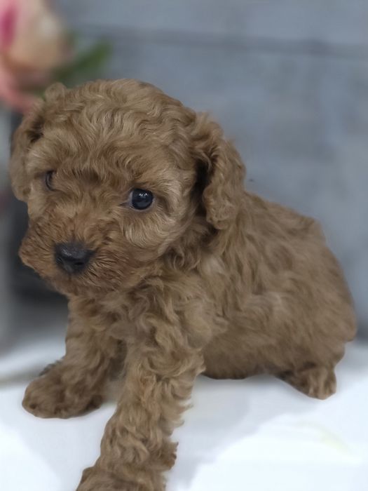 Pudel Toy/miniaturka suczka bad genetyczne kolor Red