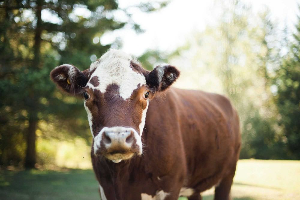 Canon 5D Classic / Кено 5д / НЕ Nikon, Sony, Olympus