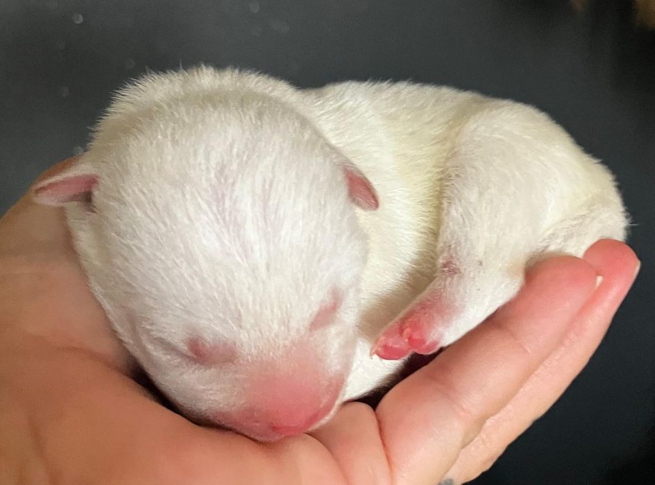 Shiba inu samczyk biały!