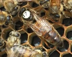 Австрійська Карніка лінія Тройзек,бджоломатки,пчеломатки