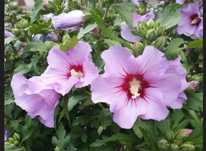 Hibiskus syryjski sadzonki