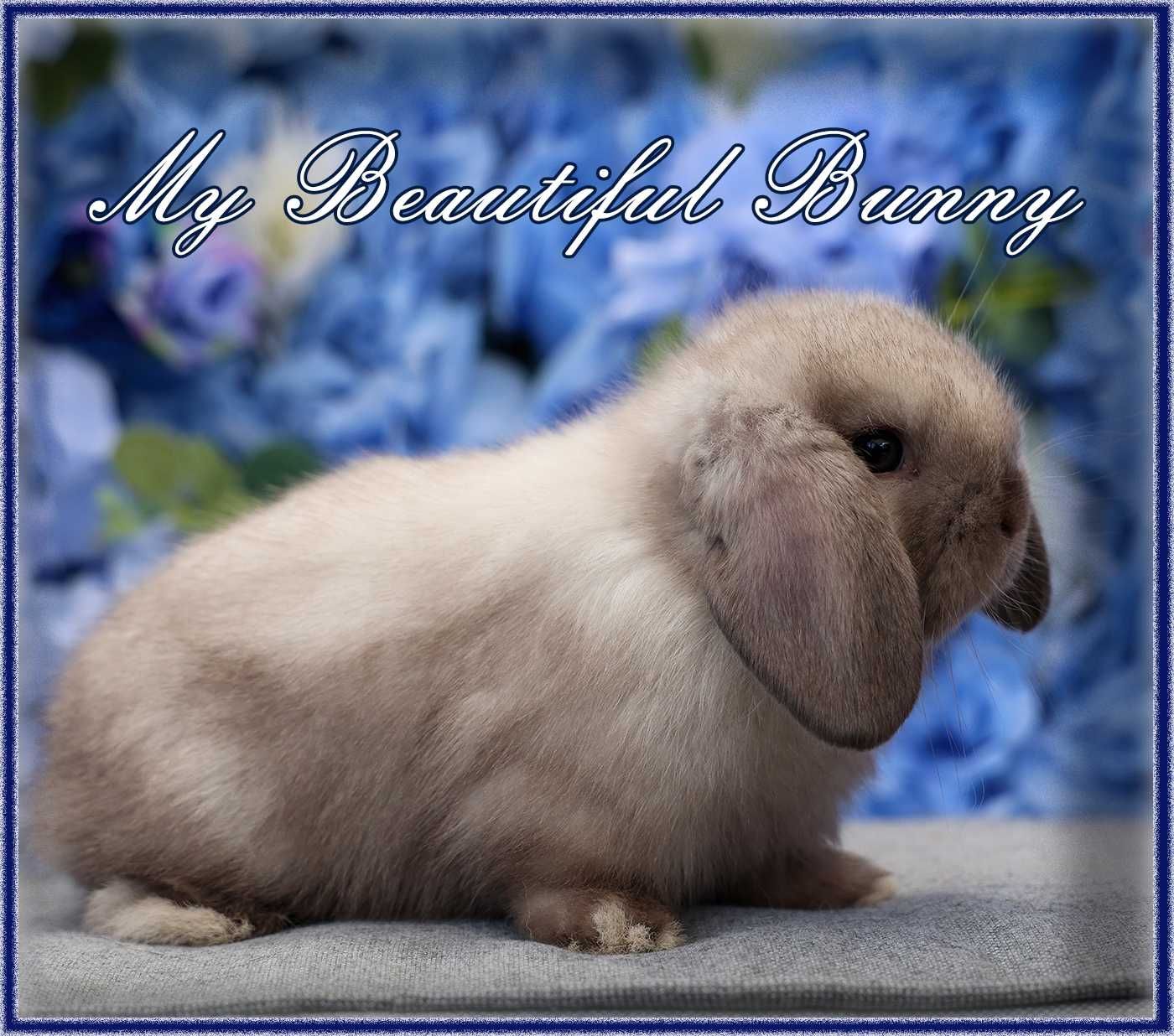 Młody Piękny Królik 100% Mini Lop - Sallander
