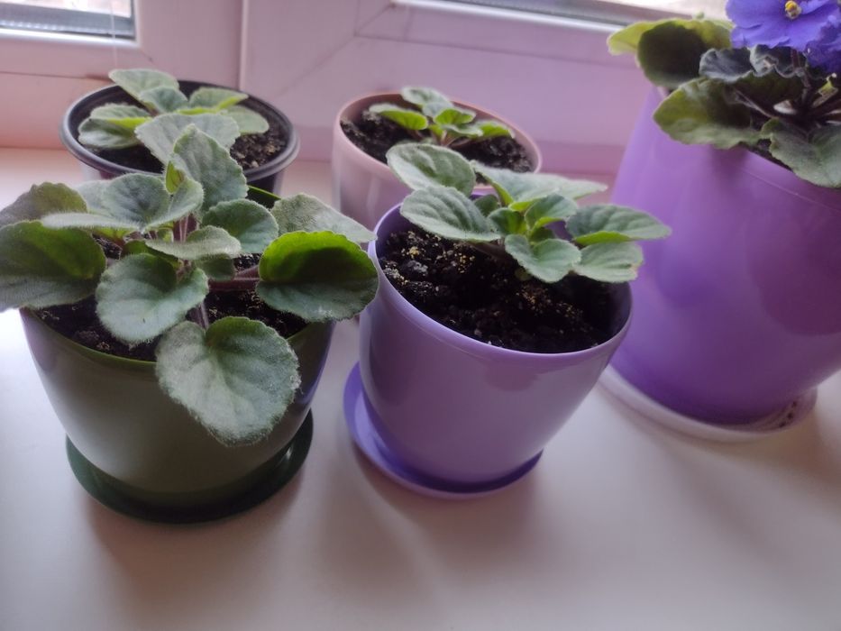 Пагони кімнатної  фіалки у горшечках