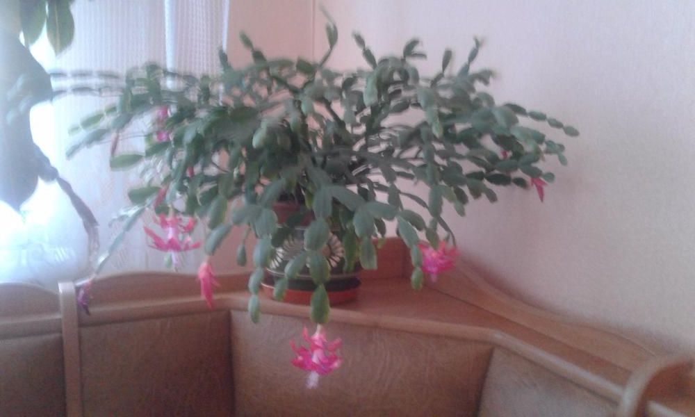 Продам рождественник