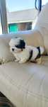 Shih-tzu macho bicolor disponível