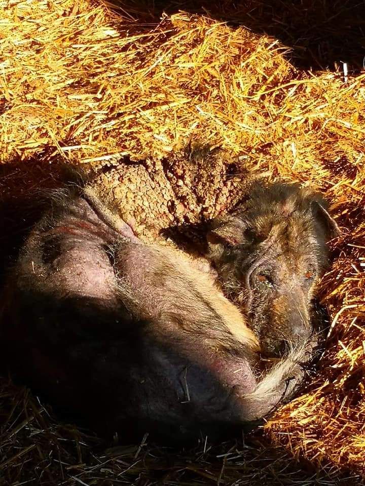 Ozzy przeszedł tak wiele, teraz brakuje mu tylko domu