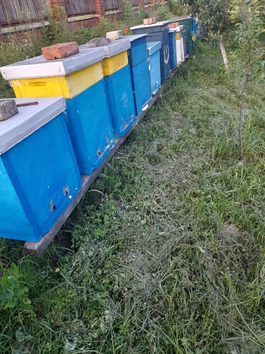 Продам пасіку, бджоли