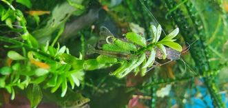 Креветки Амано (Caridina multidentata)