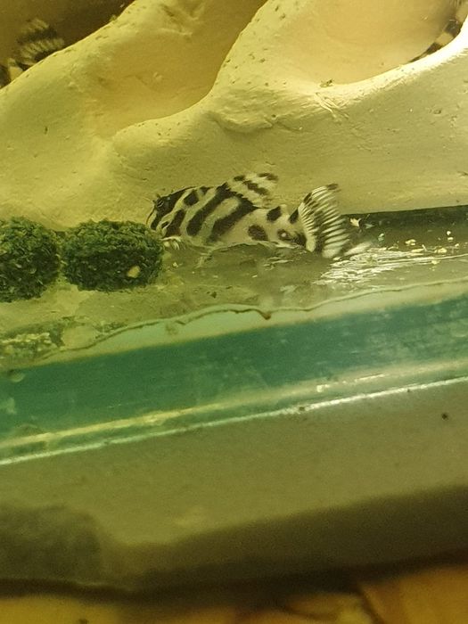 Zbrojnik L333 select