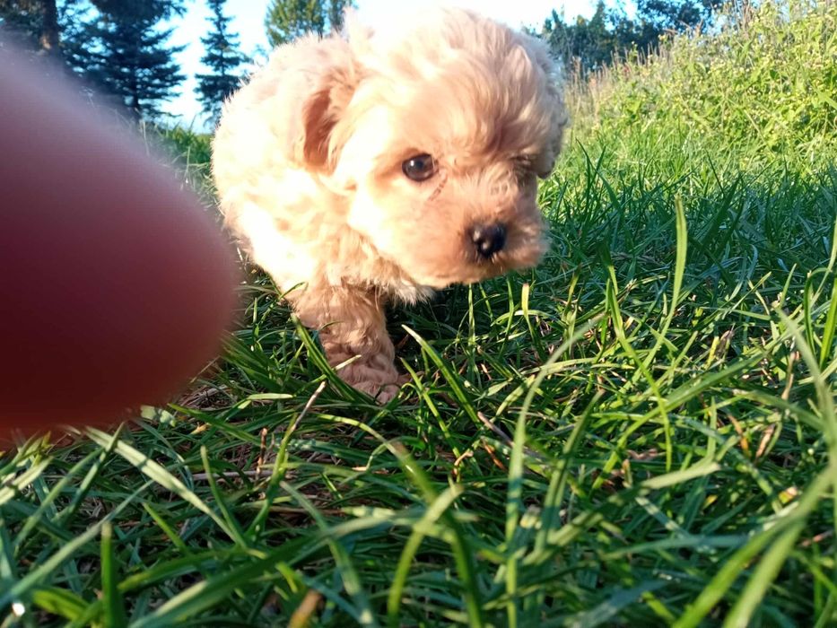 Maltipoo chłopczyk