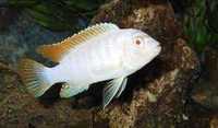 GB MALAWI Pyszczak Pseudotropheus Socolofi (Snow) Albino - dowóz ryb!
