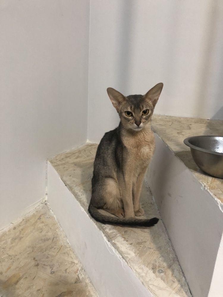 Абиссинские котята