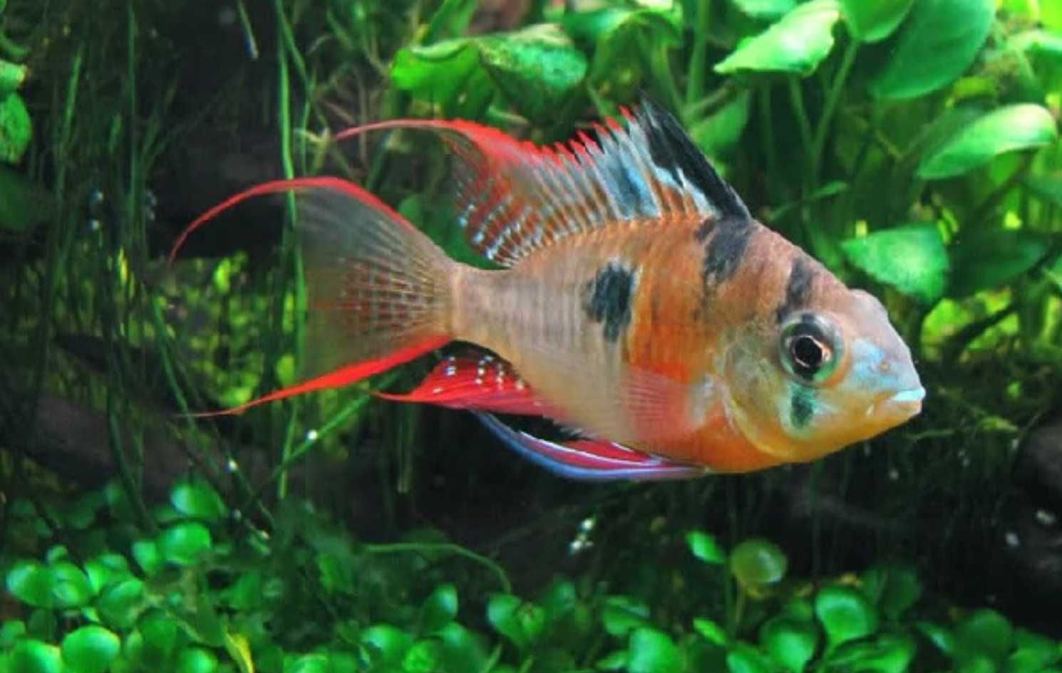 Pielęgniczka boliwijska - Mikrogeophagus altispinosus - dowóz, wysyłka