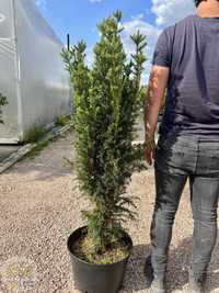 Cis Pośredni / Taxus Media ' Hillii' / Wys. 80-160cm