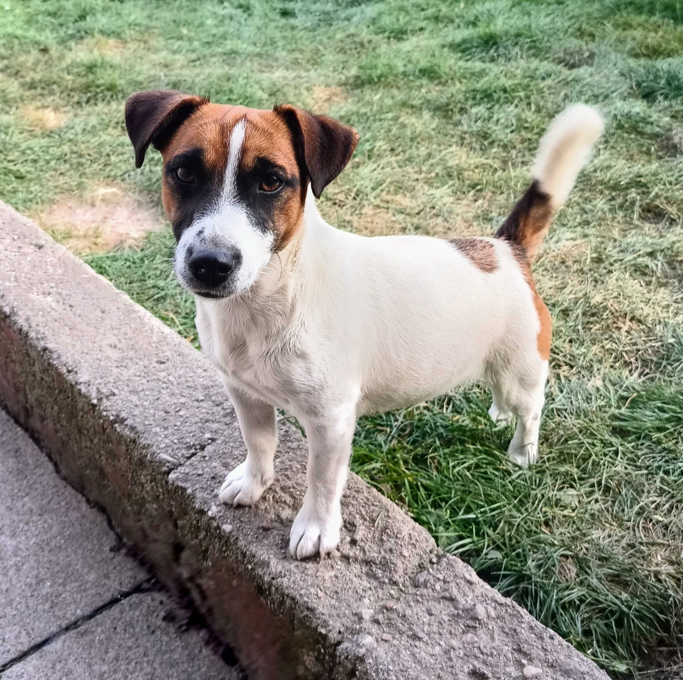 Jack Russell Terrier-Piesek Elton ( gotowy do Odbioru)