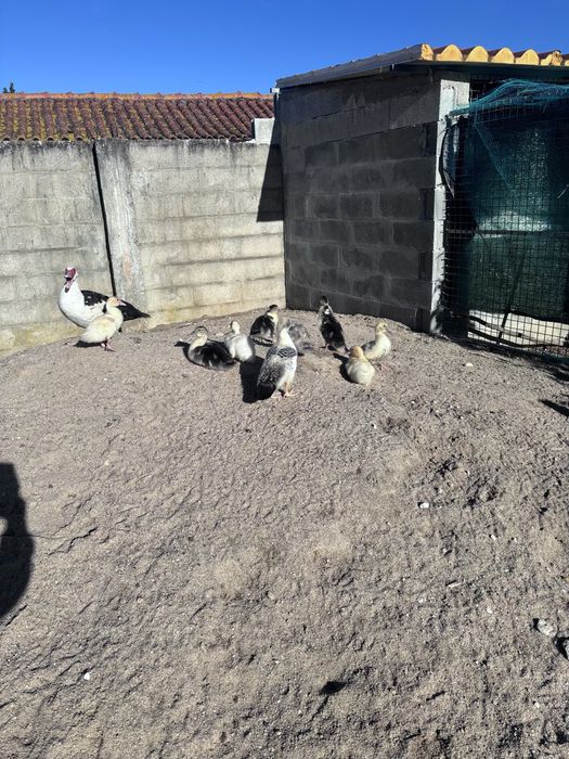 Patos para  despachar