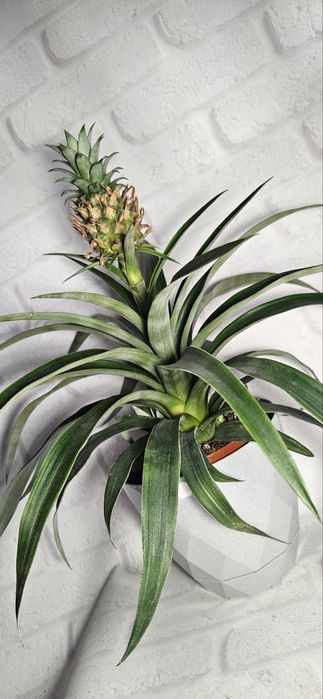 Продам шикарный ананас