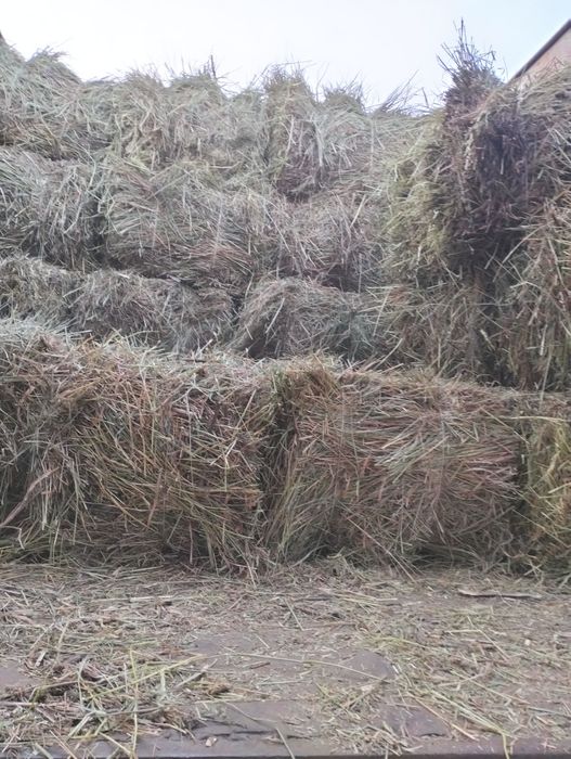 Сено луговое свежее