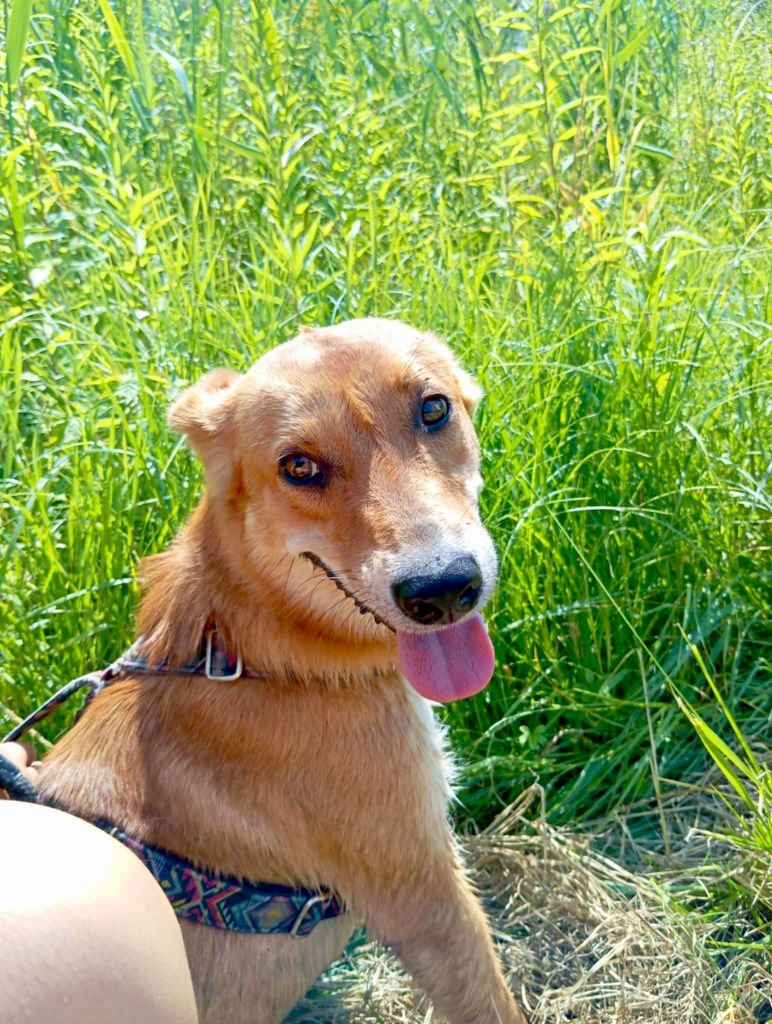 Jacuś gorąco poleca się do adopcji..
