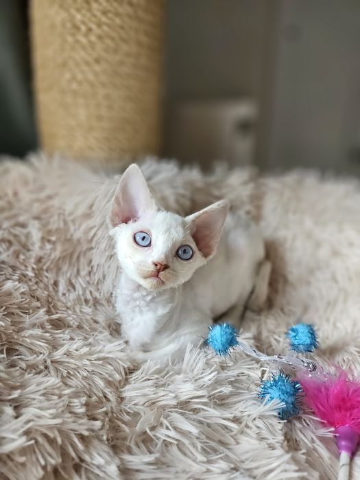 Kotka Devon Rex liliowy point