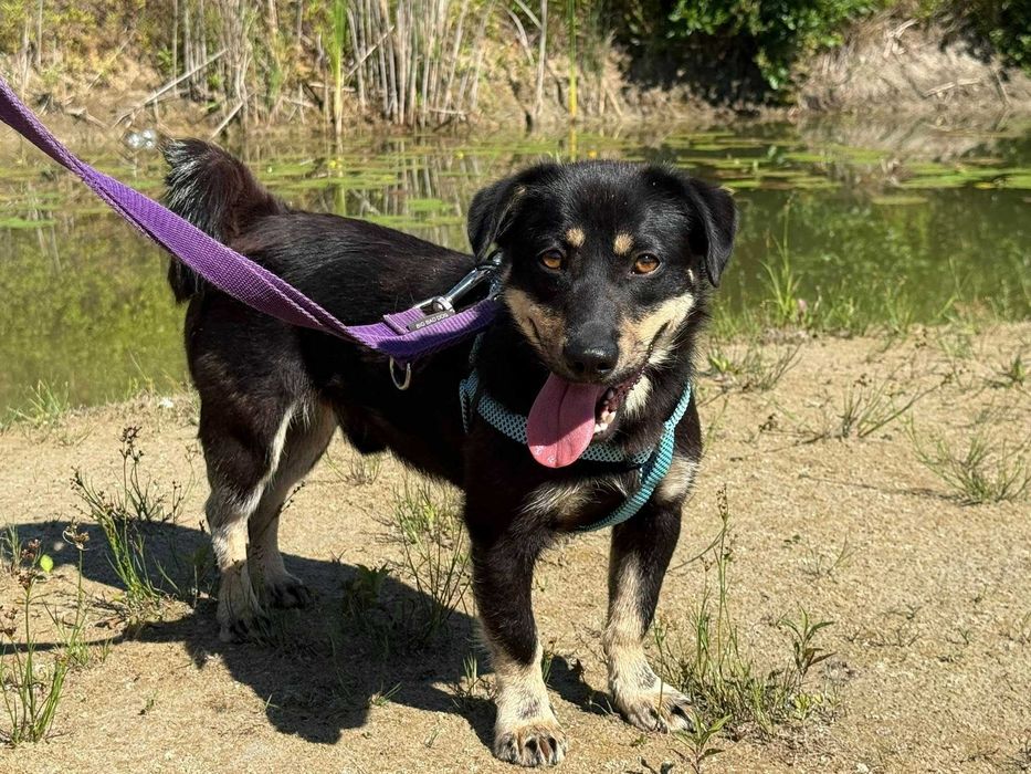 Zygzak- radosny i młody psiak do adopcji