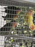 Agapornis Roseicollis