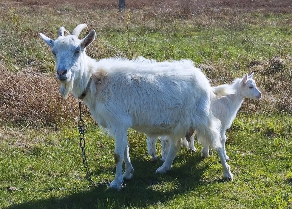 Продається дійна коза