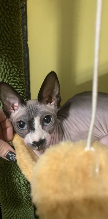 Sfinks Kanadyjski. Kotka do odbioru. Rodowód