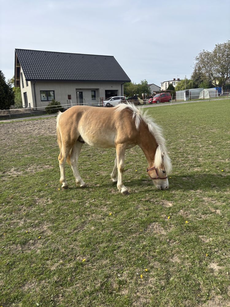Ogierek rasy haflinger