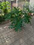 Roślina Fatsia Japonica