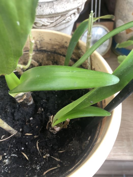 Амараліс  вкорінені цибулинки