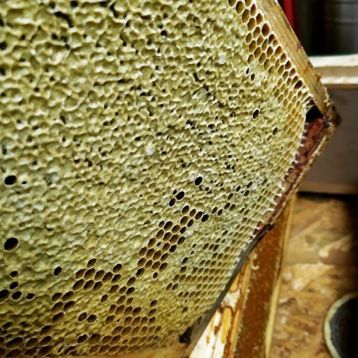 Miód Rzepakowy  1kg propolis, pyłek, pierzga