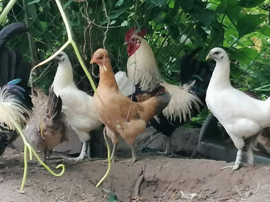 Garnizes variados.