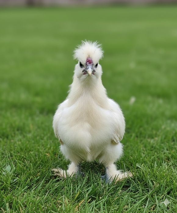 Koguty, kaczory młode