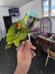 Papagaio Amazona aestiva