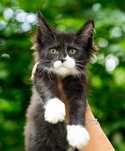 Slodziutki kocurek maine coon