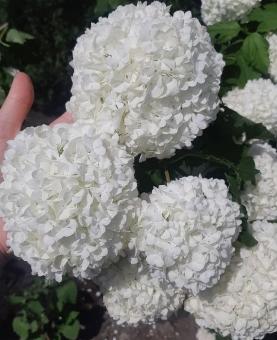 Саджанці калини бульдонеж