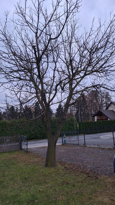 Sprzedam drewno orzecha włoskiego