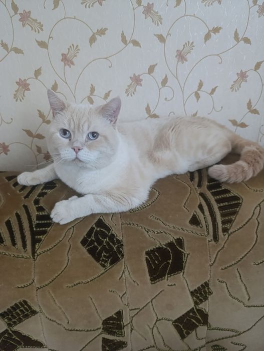 Шотландский скоттиш страйт е2133 Генри