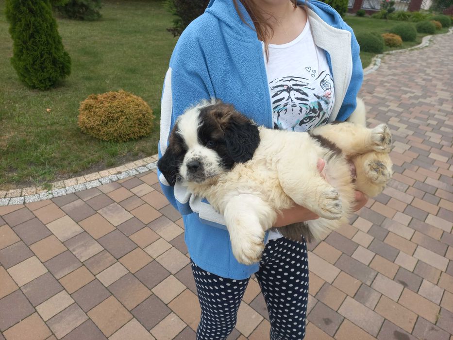 Moskiewski pies stróżujący