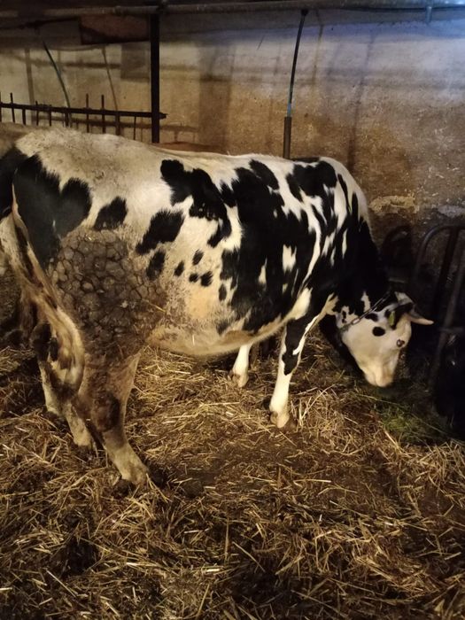 Jałówka wysokocielna z własnego gospodarstwa, jałowica, jałówki