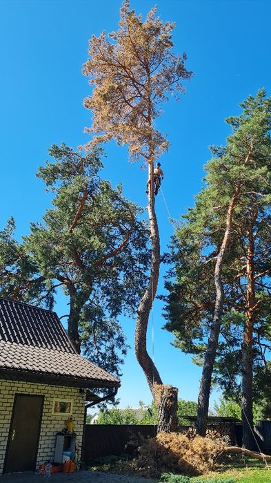 Спил деревьев обрезка веток любой сложности