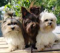 Mini Reproduktor Yorkshire Terrier Biewer, Golddust, Dark Chocolate