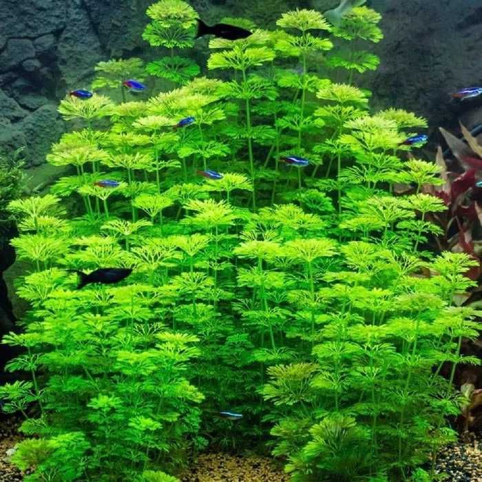 Plantas de aquário Sessiliflora e Limnobium Laevigatum (flutuante)