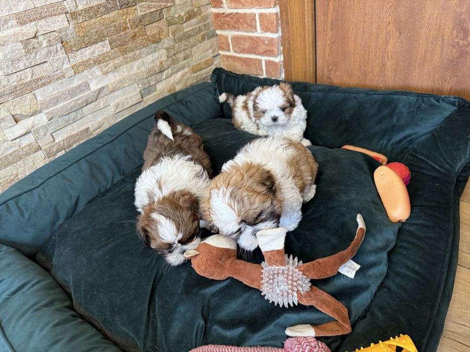 Shih-tzu szczeniak z Rodowodem