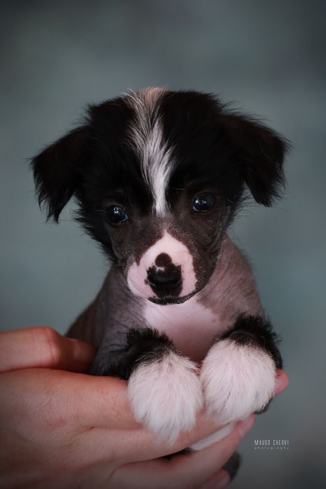 Chiński grzywacz FCI / ZKwP, bezwłosy - suczka