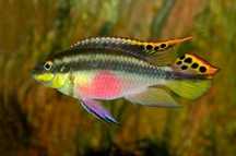 Kribensis | Pelvicachromis pulcher