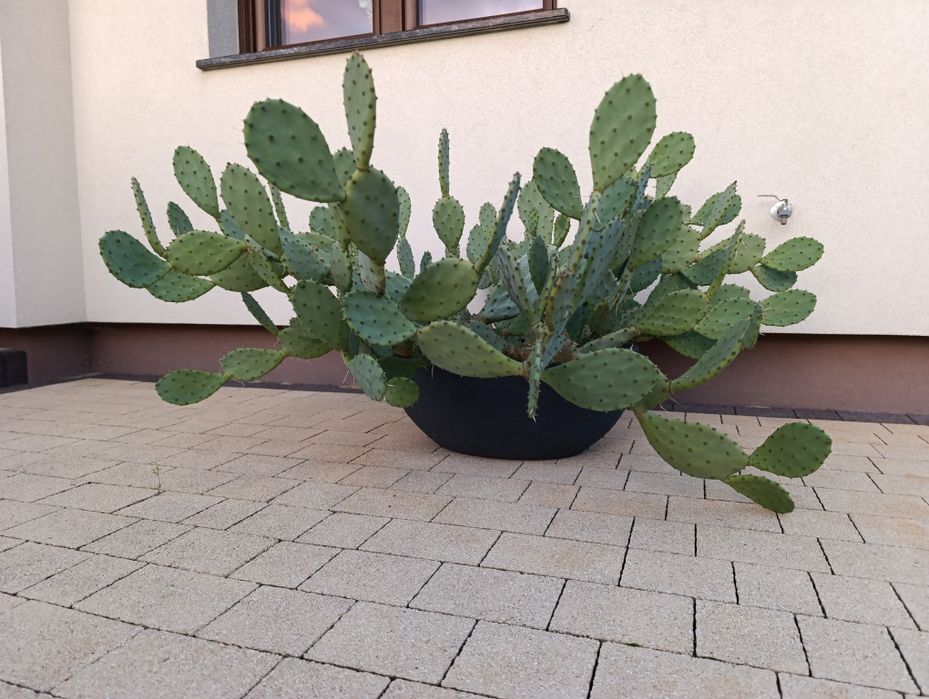 Opuncja - duży kaktus